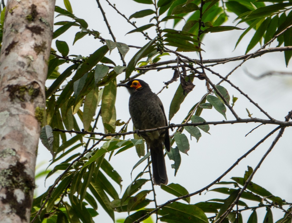 Smoky Honeyeater - ML620811965