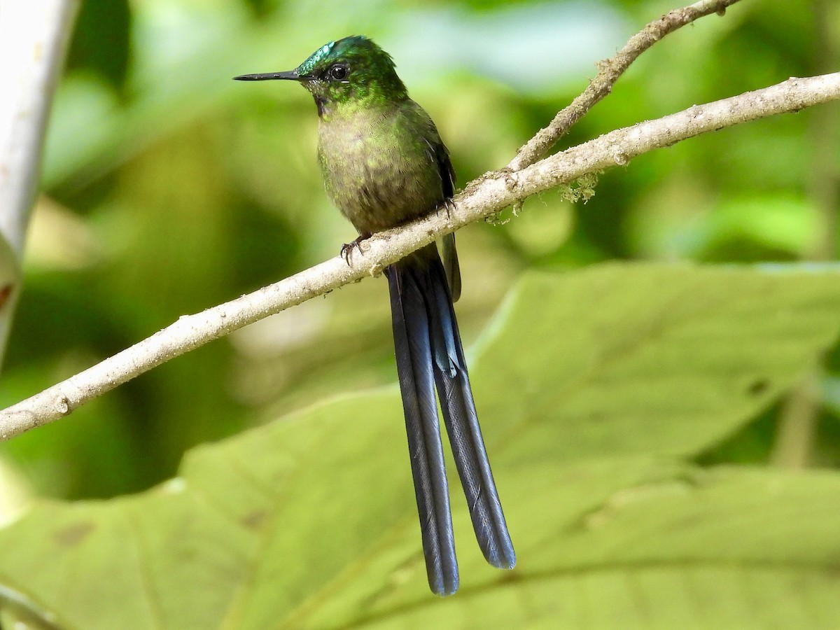 Violet-tailed Sylph - ML620811967