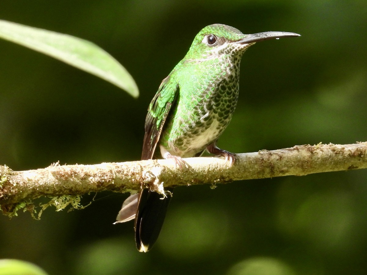 Green-crowned Brilliant - ML620811980