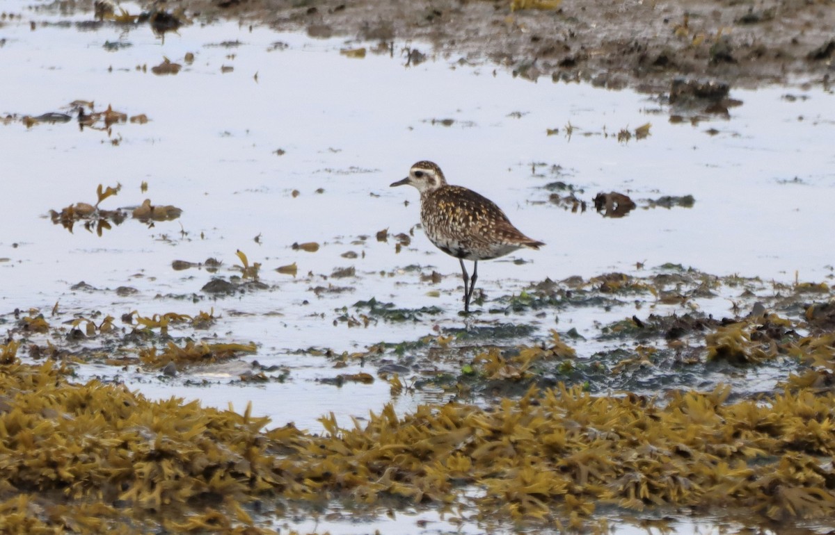 Chorlito Dorado Siberiano - ML620811985