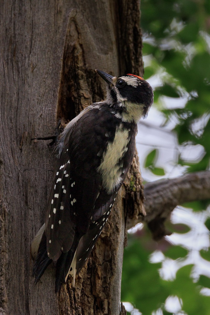 Hairy Woodpecker - ML620811986