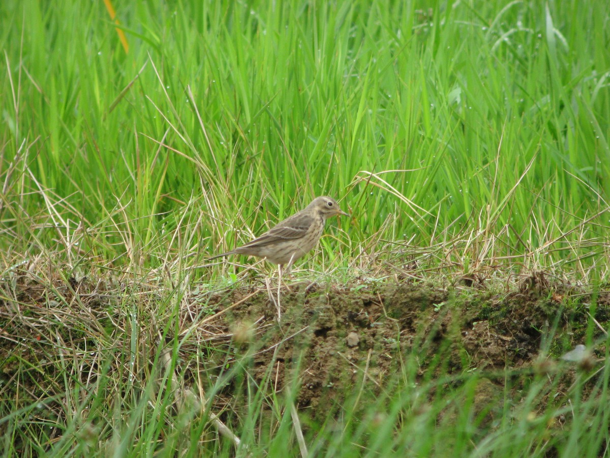 Bisbita Pechianteado (japonicus) - ML620811989