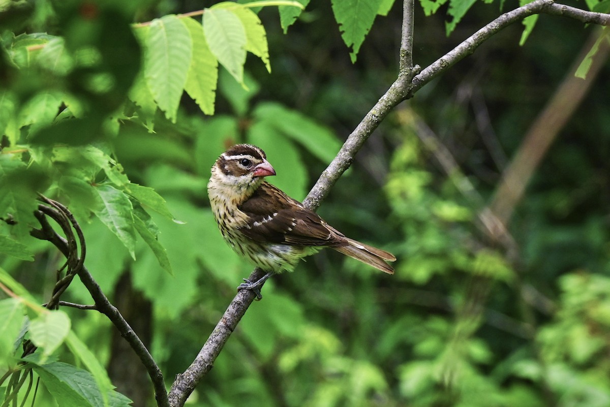 Rose-breasted Grosbeak - ML620811995