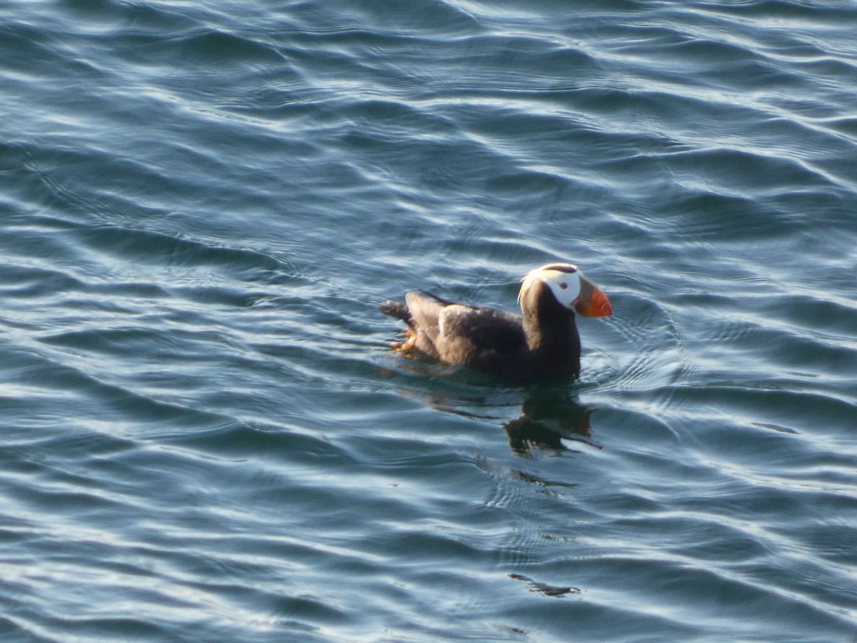 Tufted Puffin - ML620811997