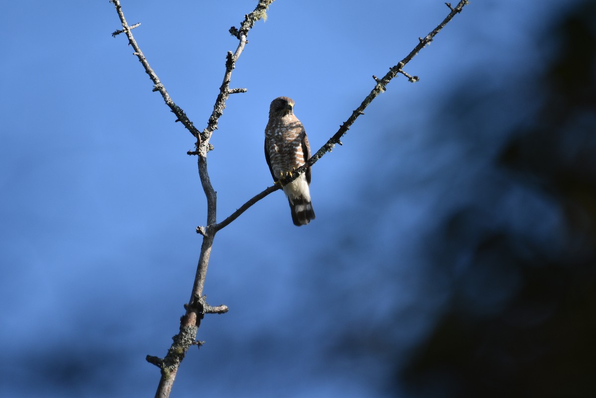 Broad-winged Hawk - ML620812004