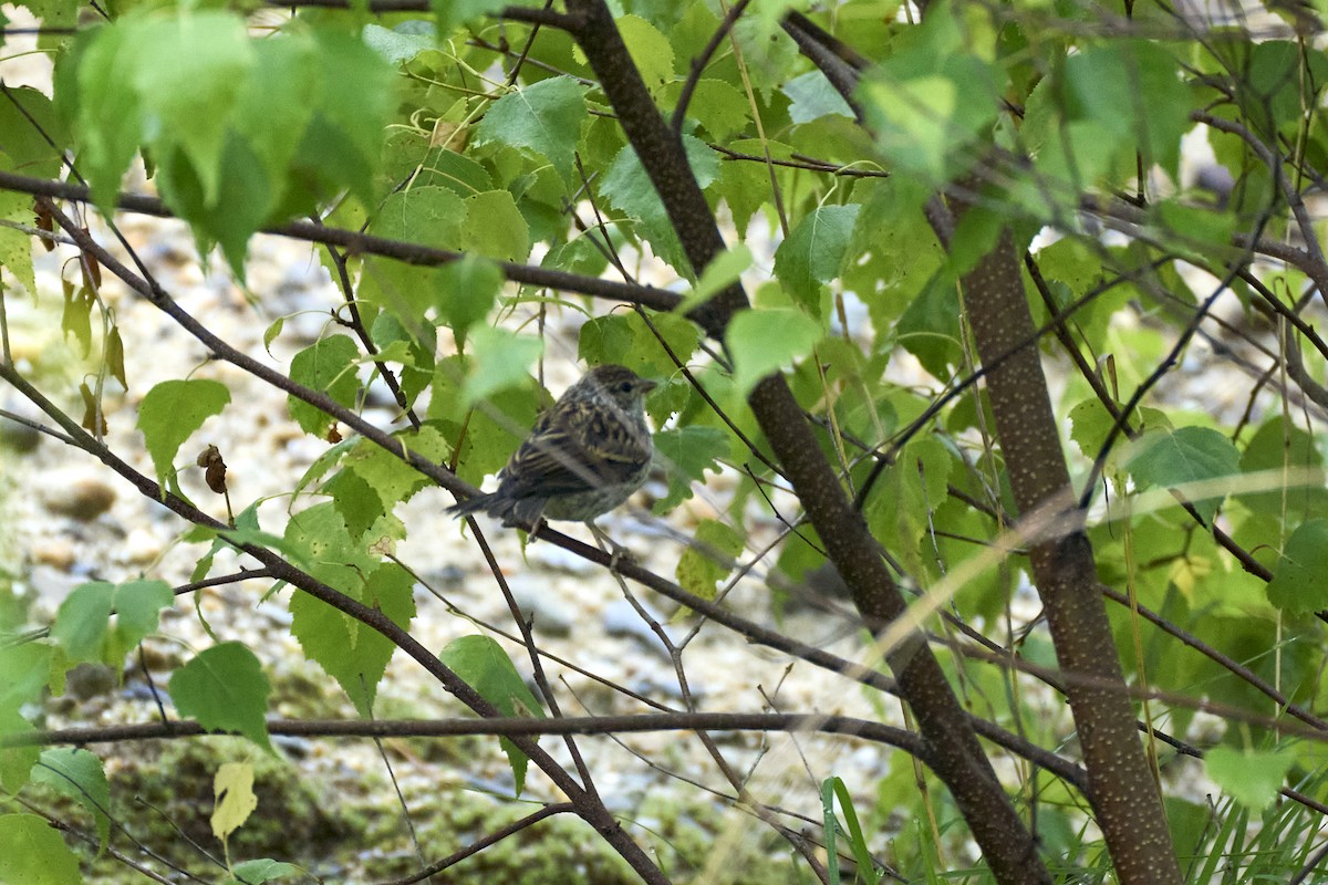 Chipping Sparrow - ML620812011