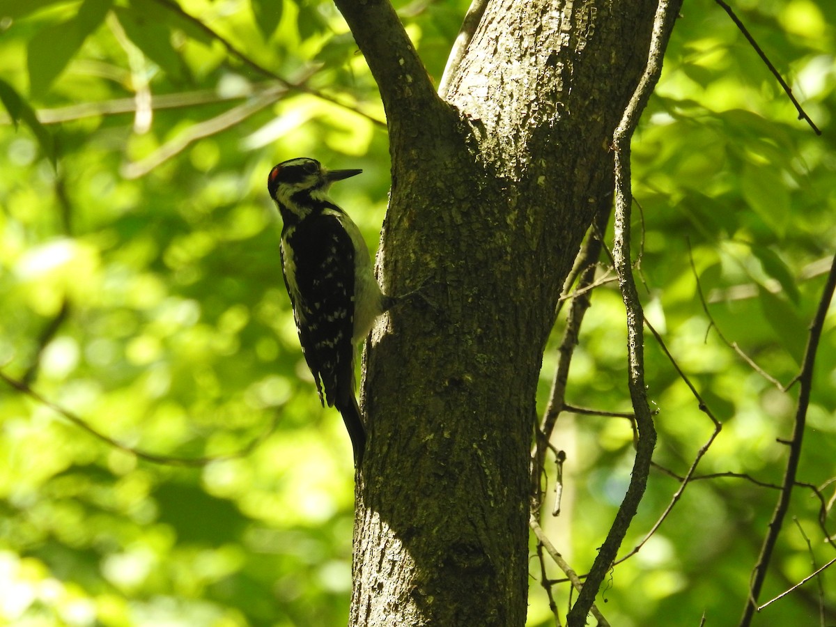 Hairy Woodpecker - ML620812026