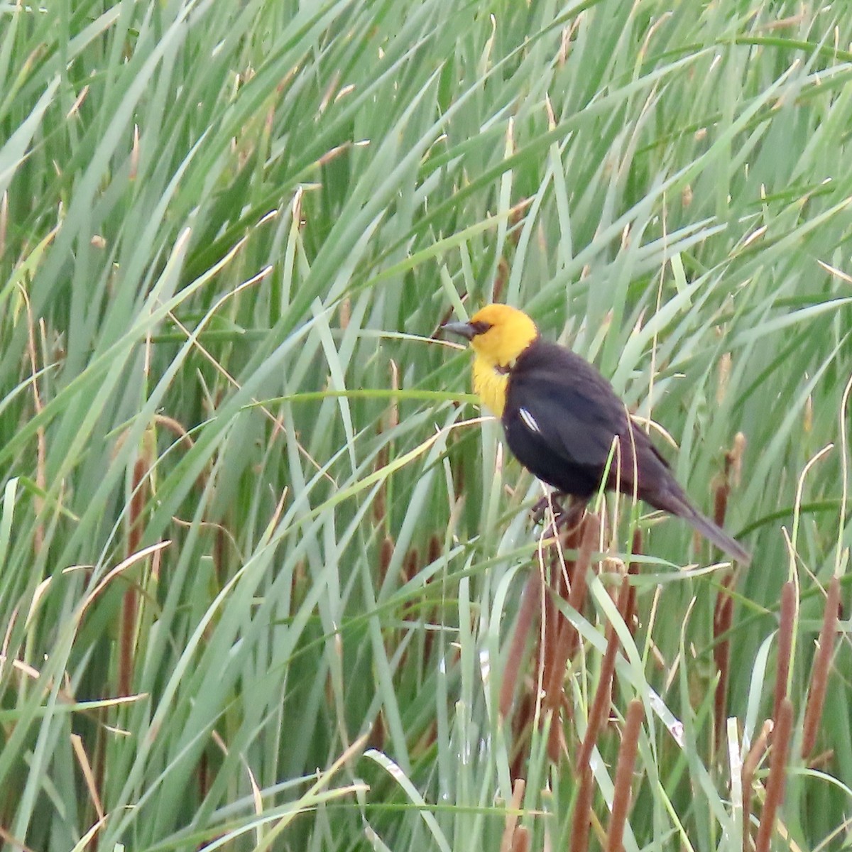 Yellow-headed Blackbird - ML620812029