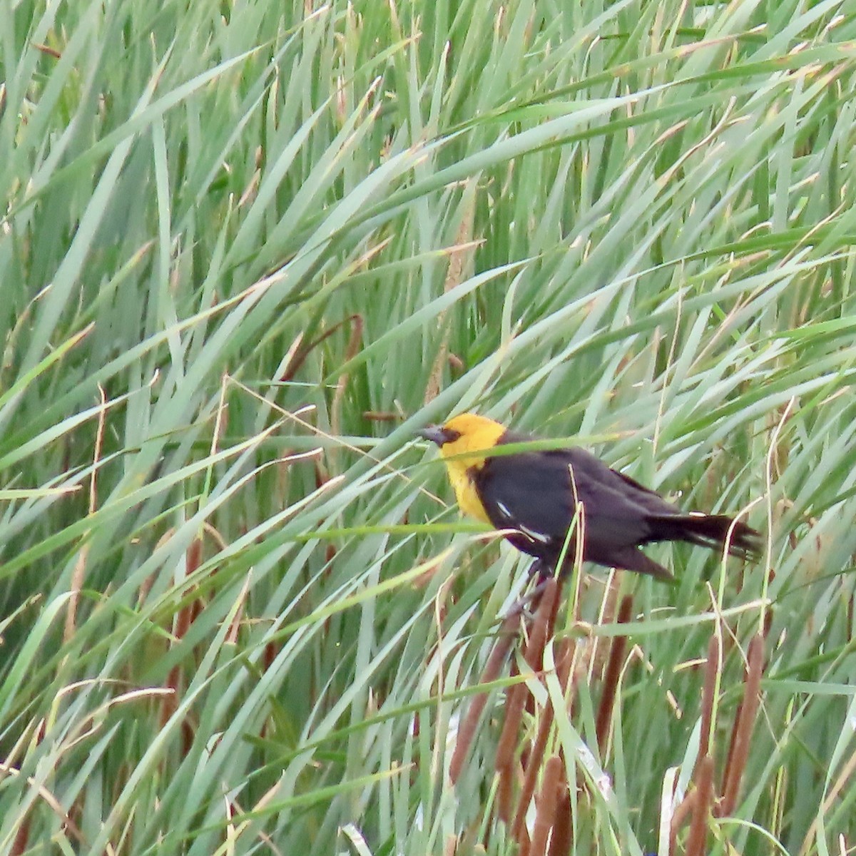 Yellow-headed Blackbird - ML620812030