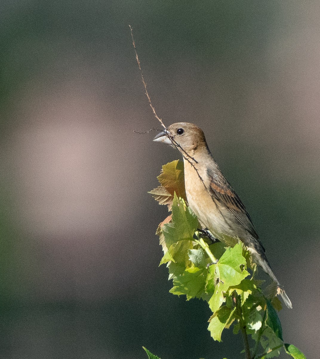 Blue Grosbeak - ML620812039