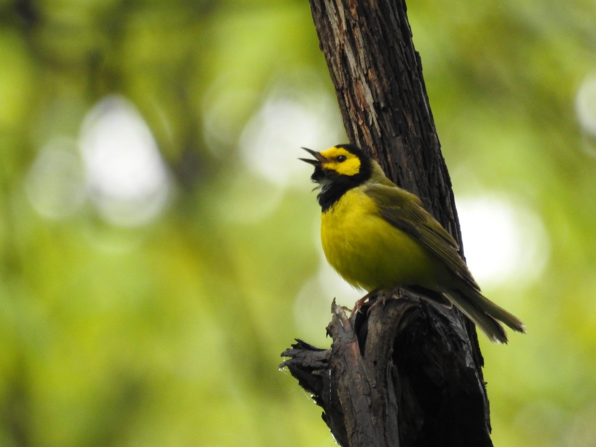 Hooded Warbler - ML620812048