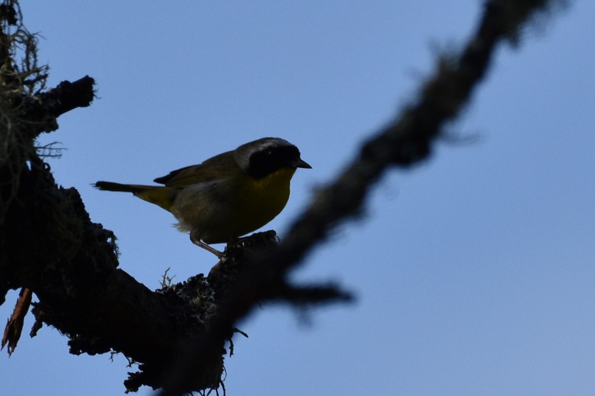 Common Yellowthroat - ML620812051