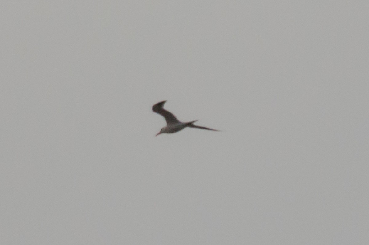 tern sp. - ML620812057