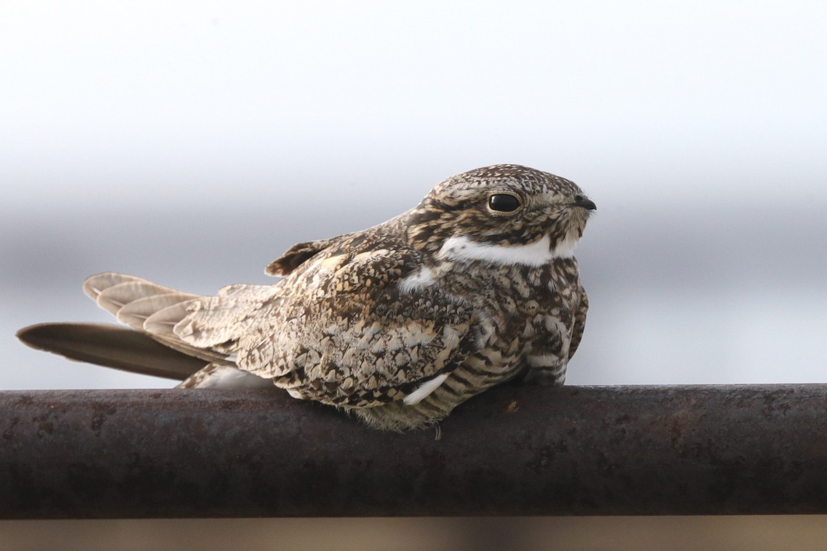 Common Nighthawk - ML620812059