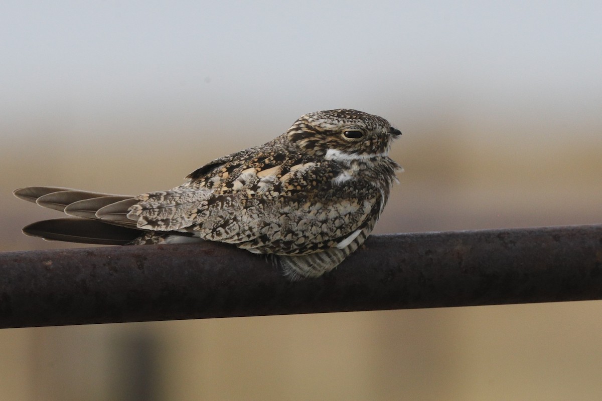 Common Nighthawk - ML620812060