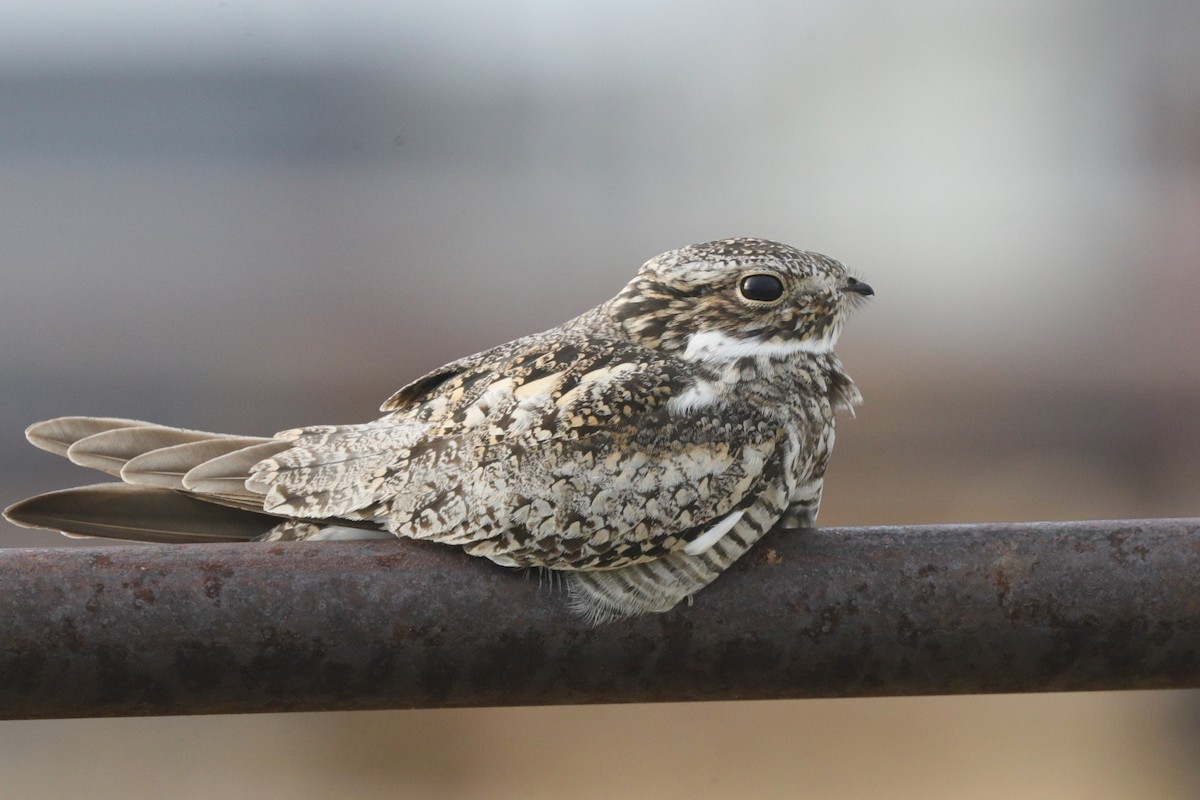 Common Nighthawk - ML620812061