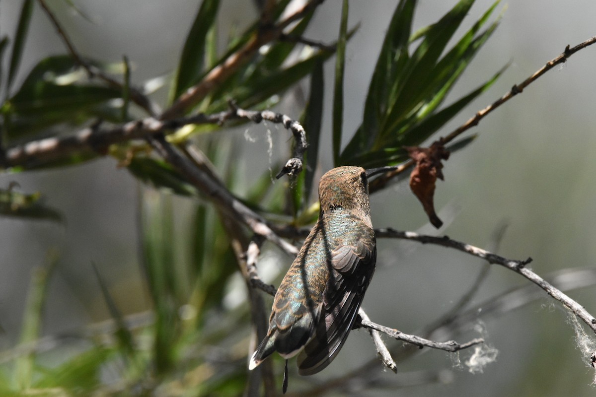 Anna's Hummingbird - ML620812063