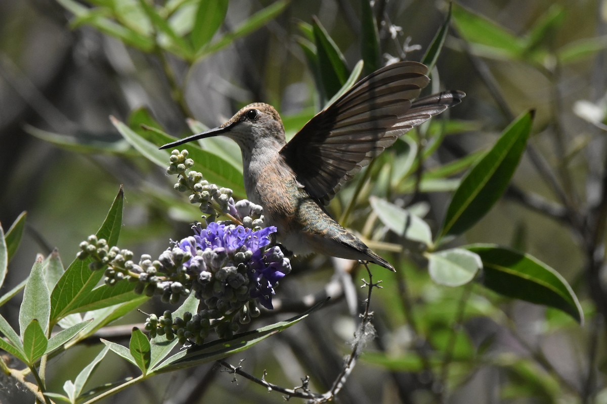 Anna's Hummingbird - ML620812064