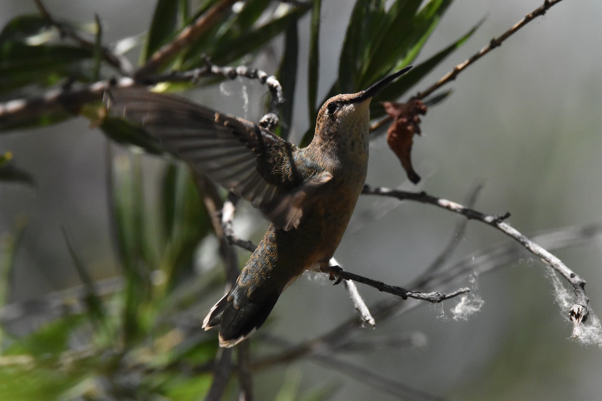 Anna's Hummingbird - Patrick McAtee