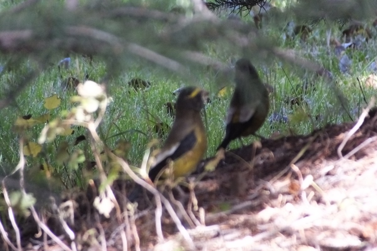 Evening Grosbeak - Dave Hanscom