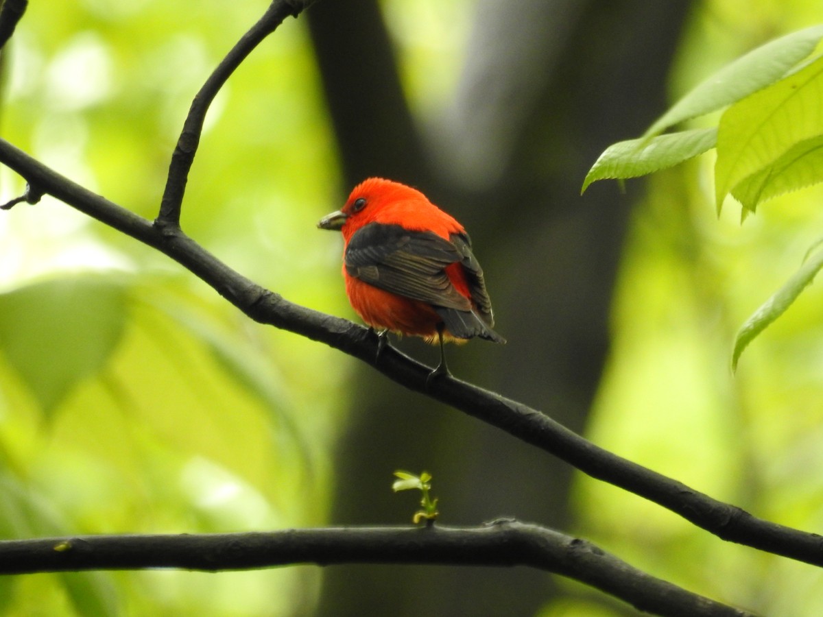 Scarlet Tanager - ML620812071