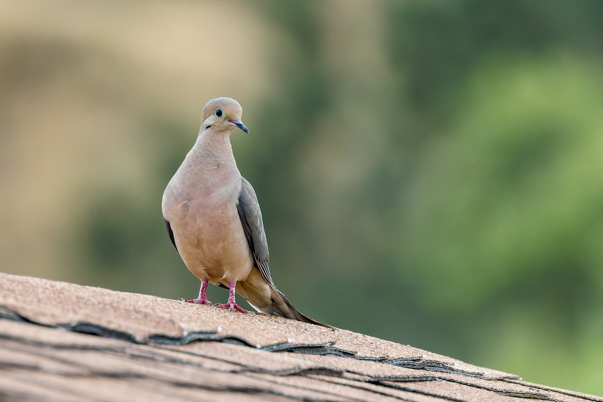 Mourning Dove - ML620812092