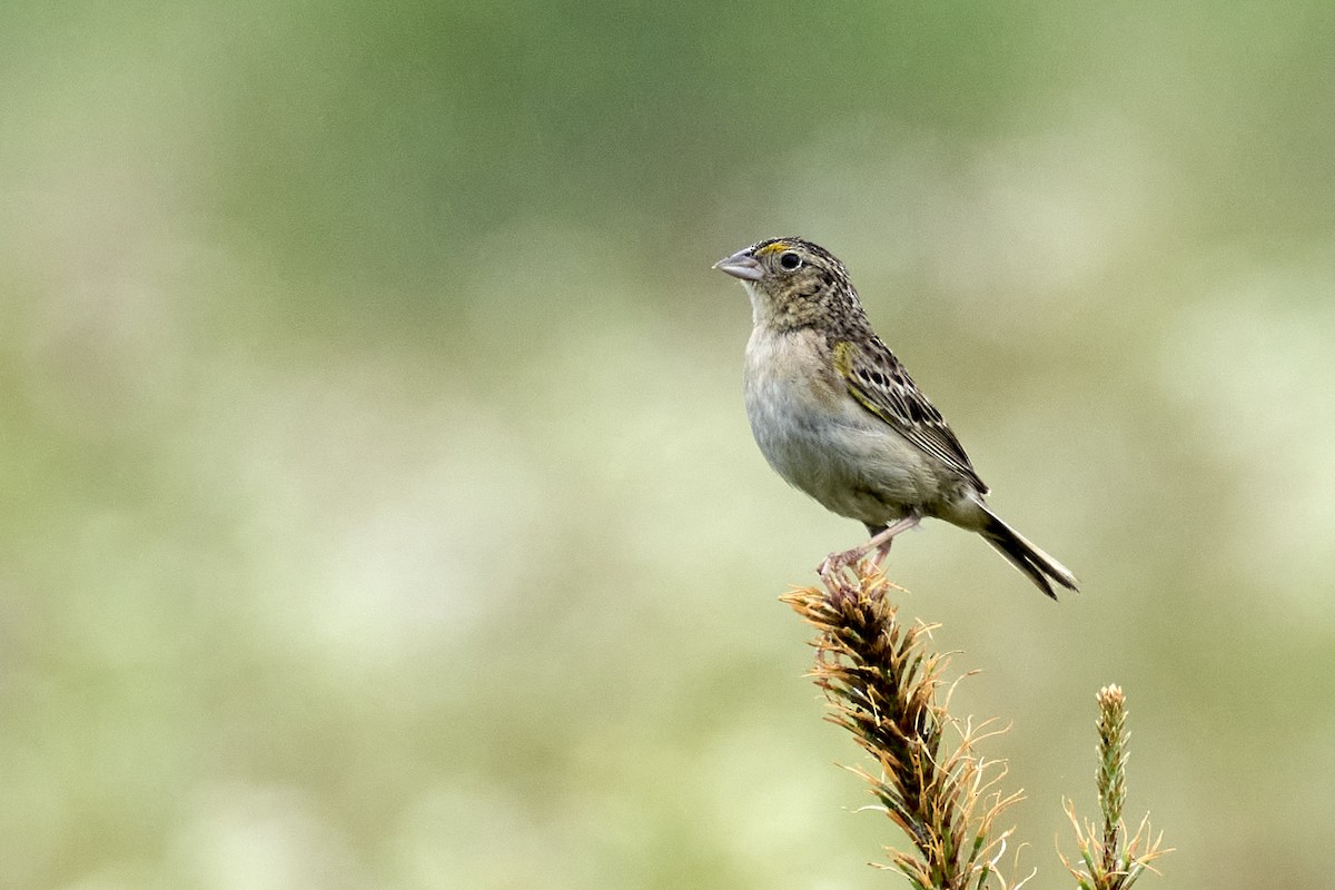 Grasshopper Sparrow - ML620812093