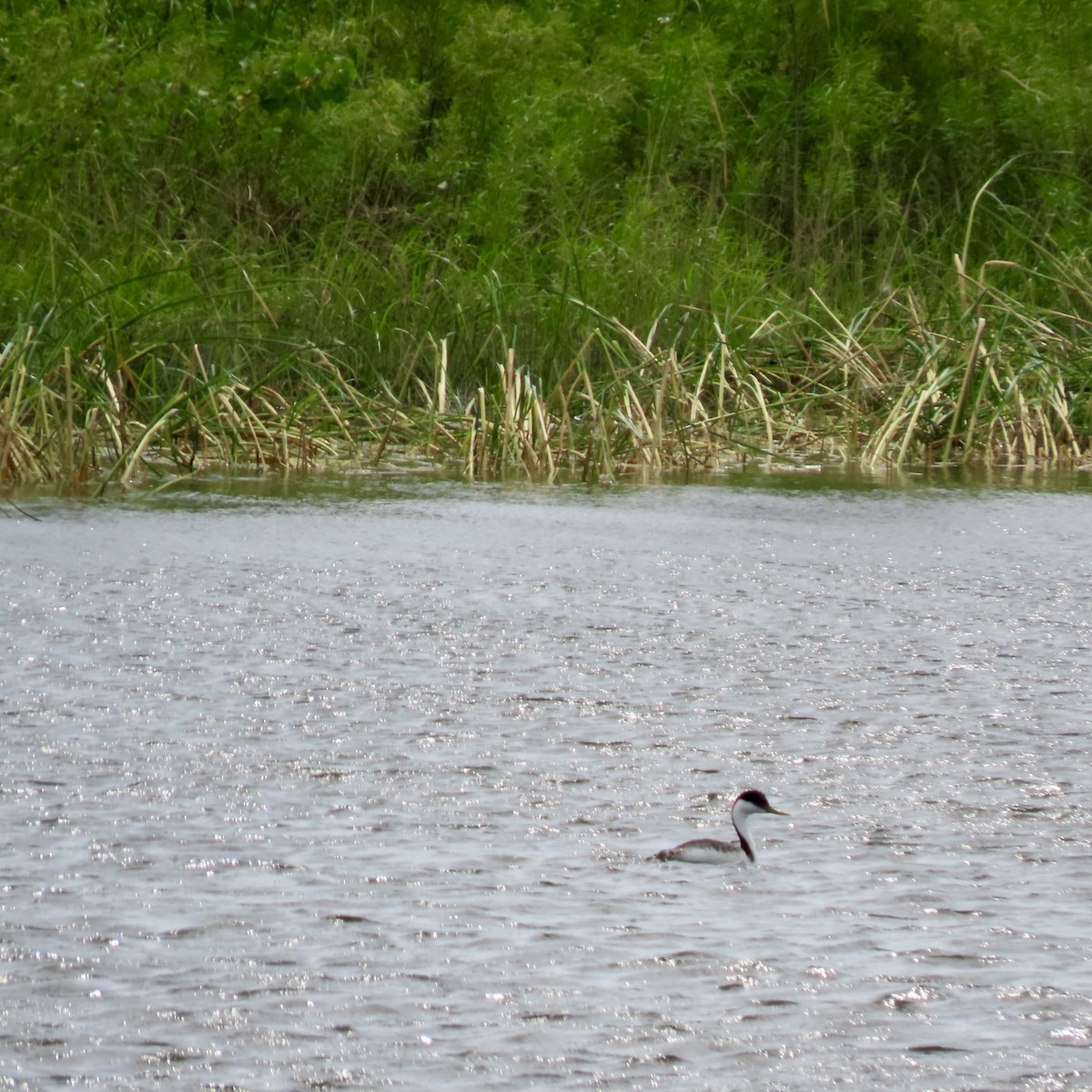 Western Grebe - ML620812100