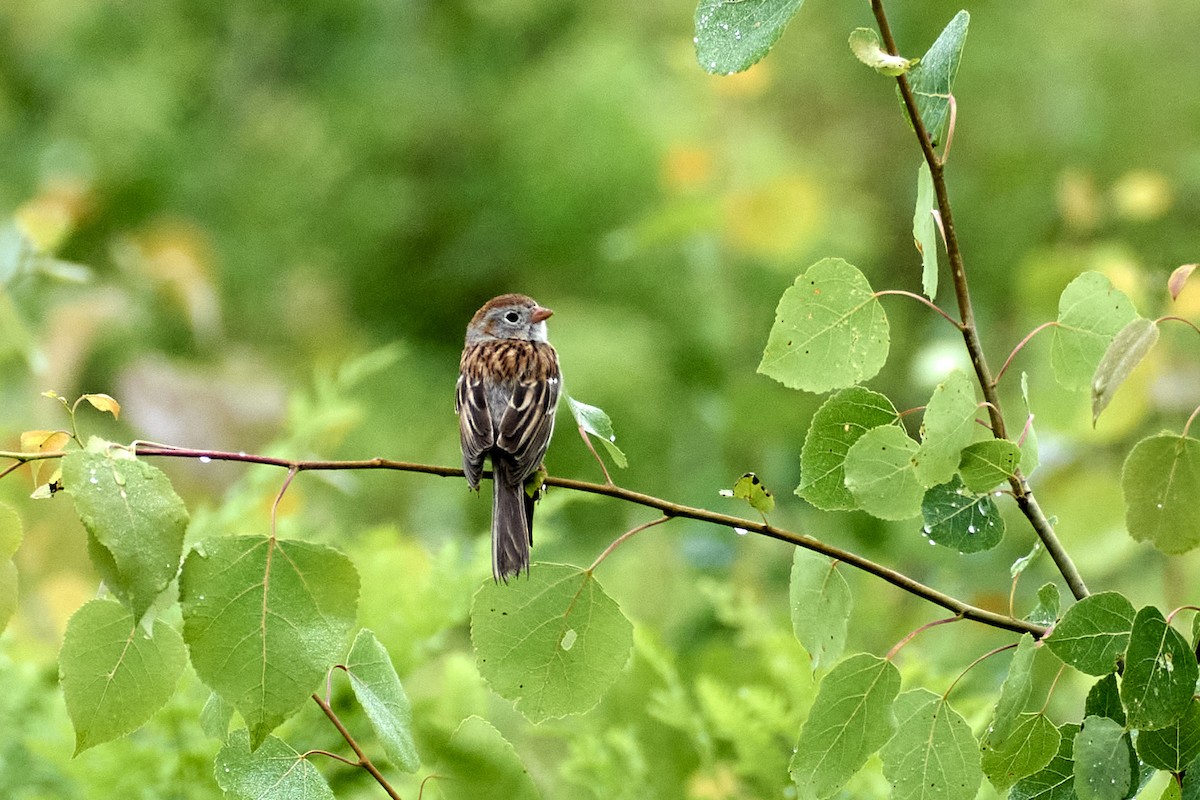 Field Sparrow - ML620812114
