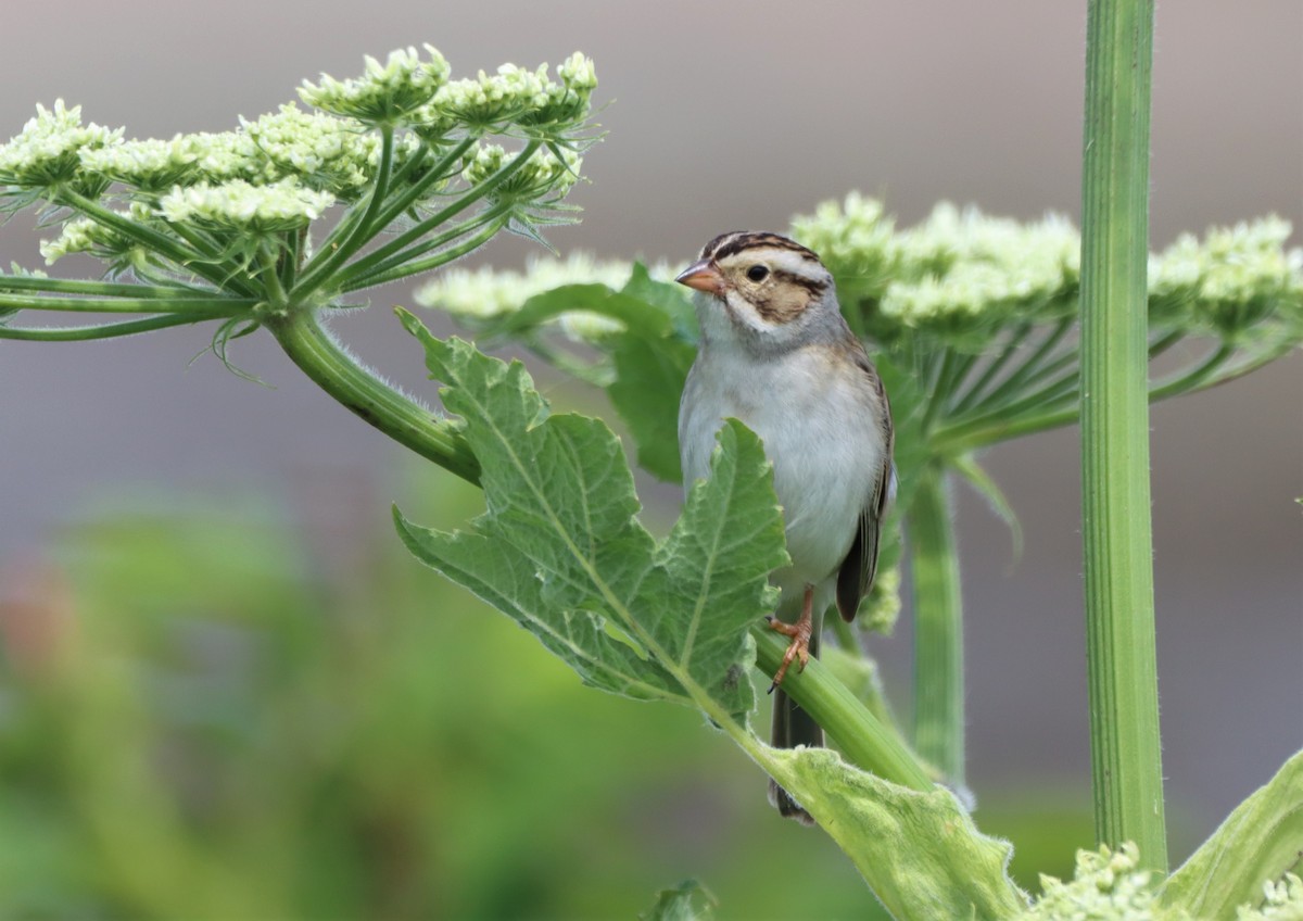 Clay-colored Sparrow - ML620812117