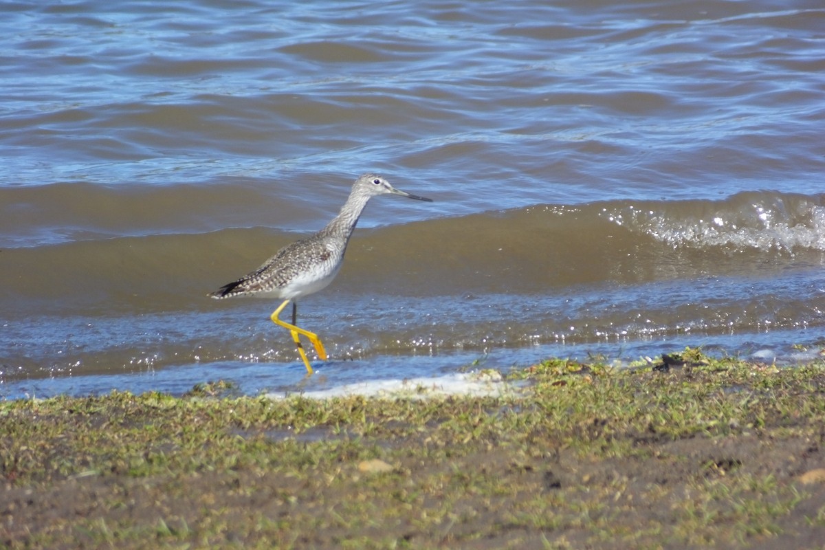 Greater Yellowlegs - Dave Hanscom