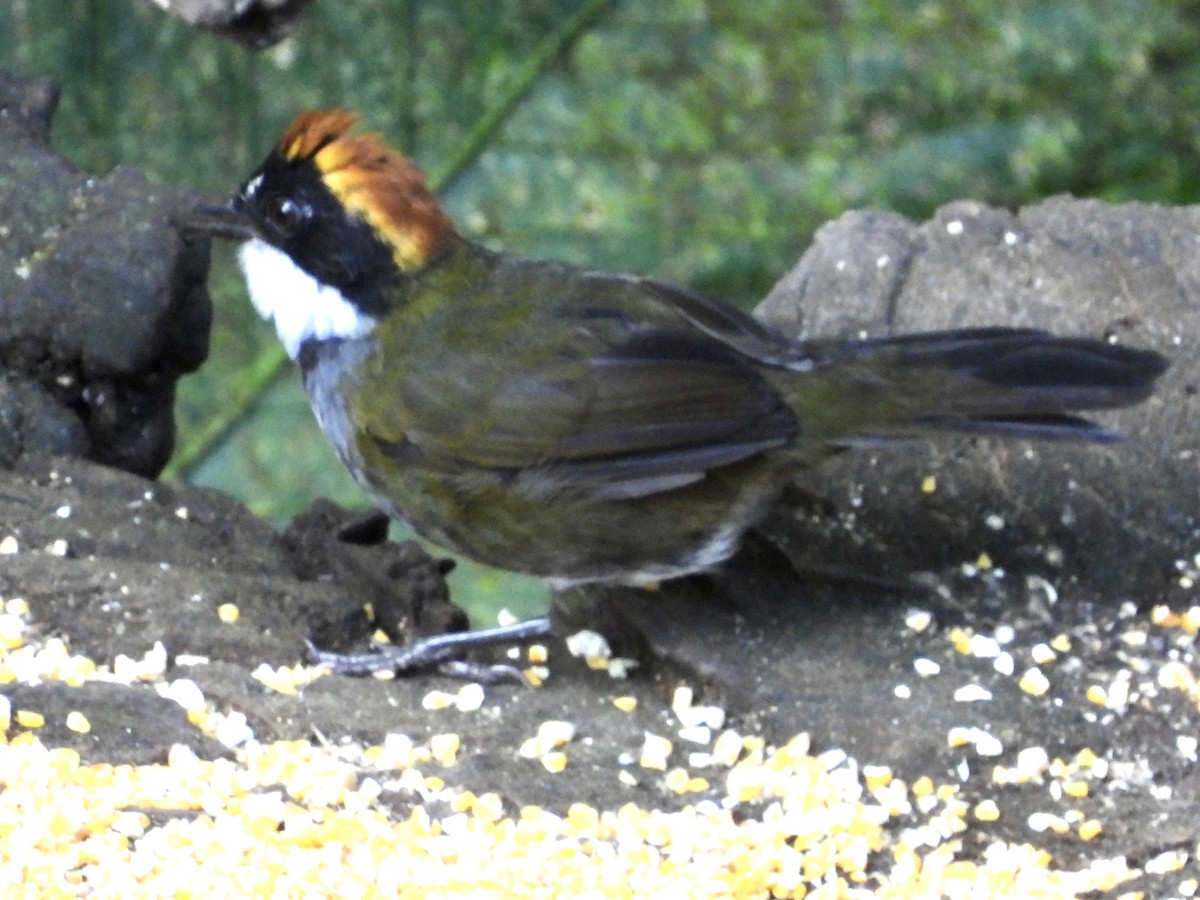 Cerquero Coronicastaño (grupo brunneinucha) - ML620812119