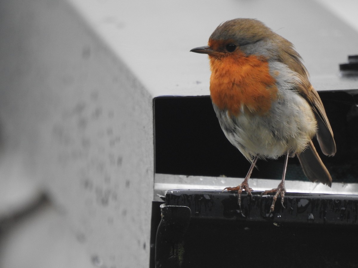 European Robin - ML620812120