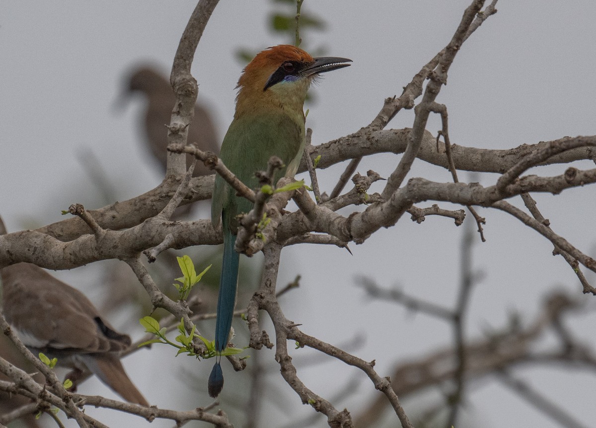 Russet-crowned Motmot - ML620812121