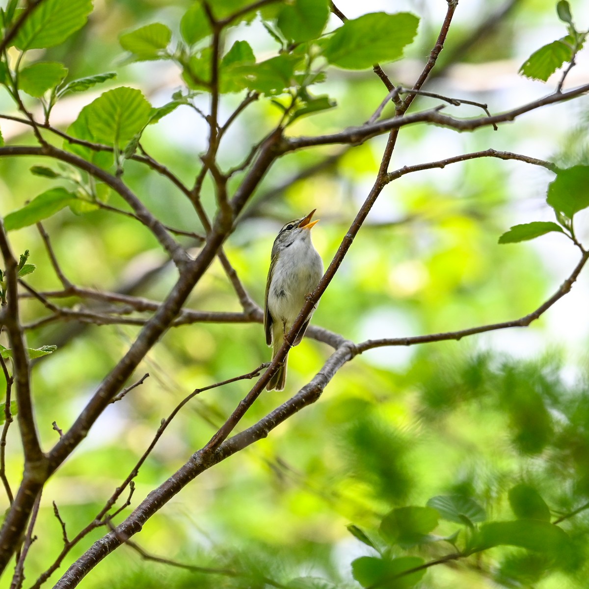 Eastern Crowned Warbler - David Govoni