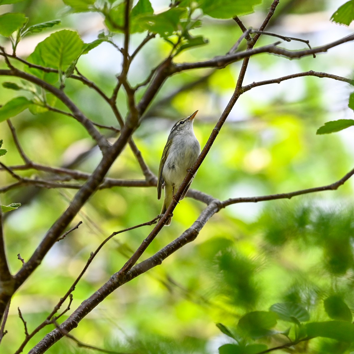 Eastern Crowned Warbler - ML620812124