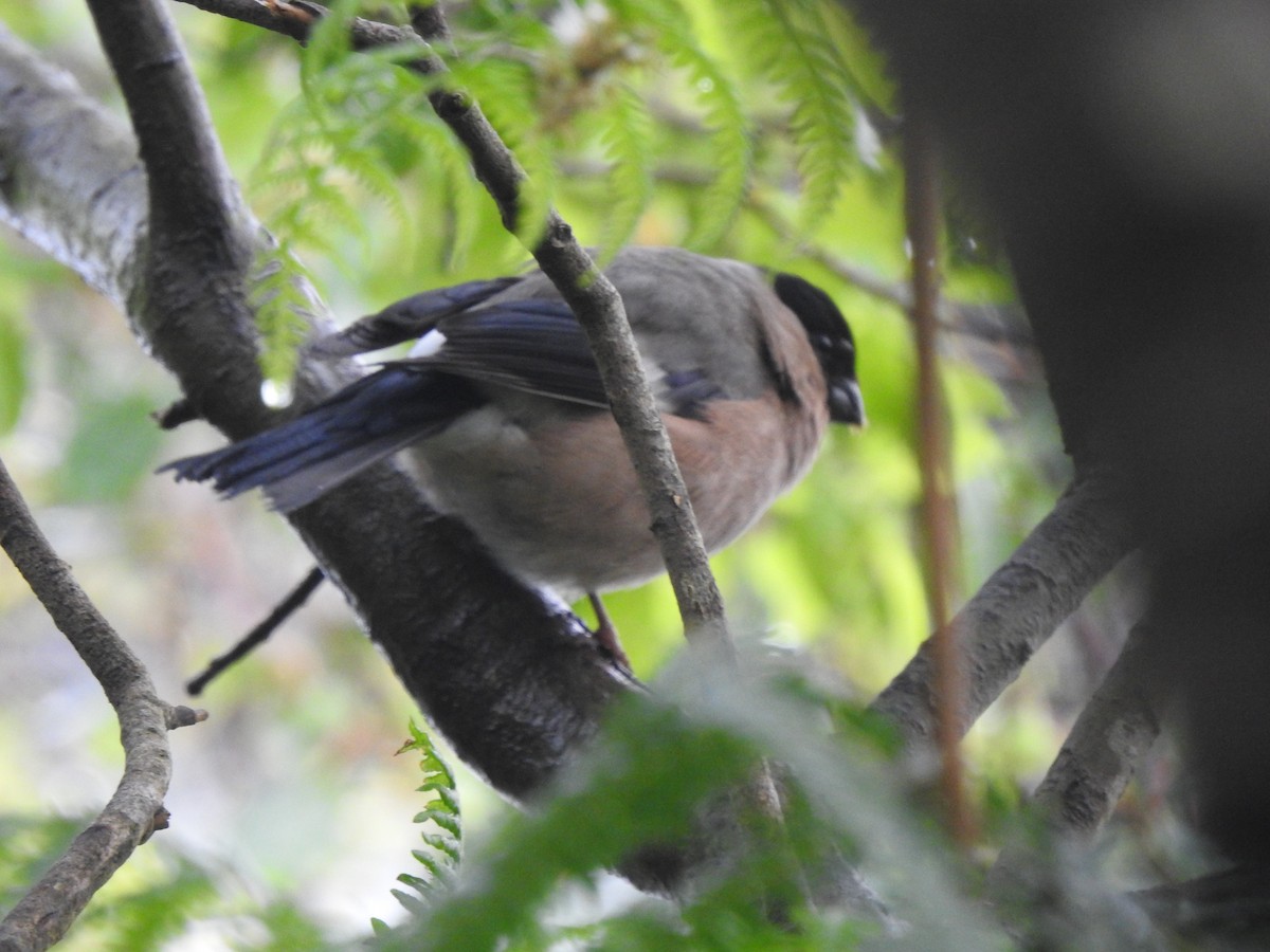 Eurasian Bullfinch - ML620812125