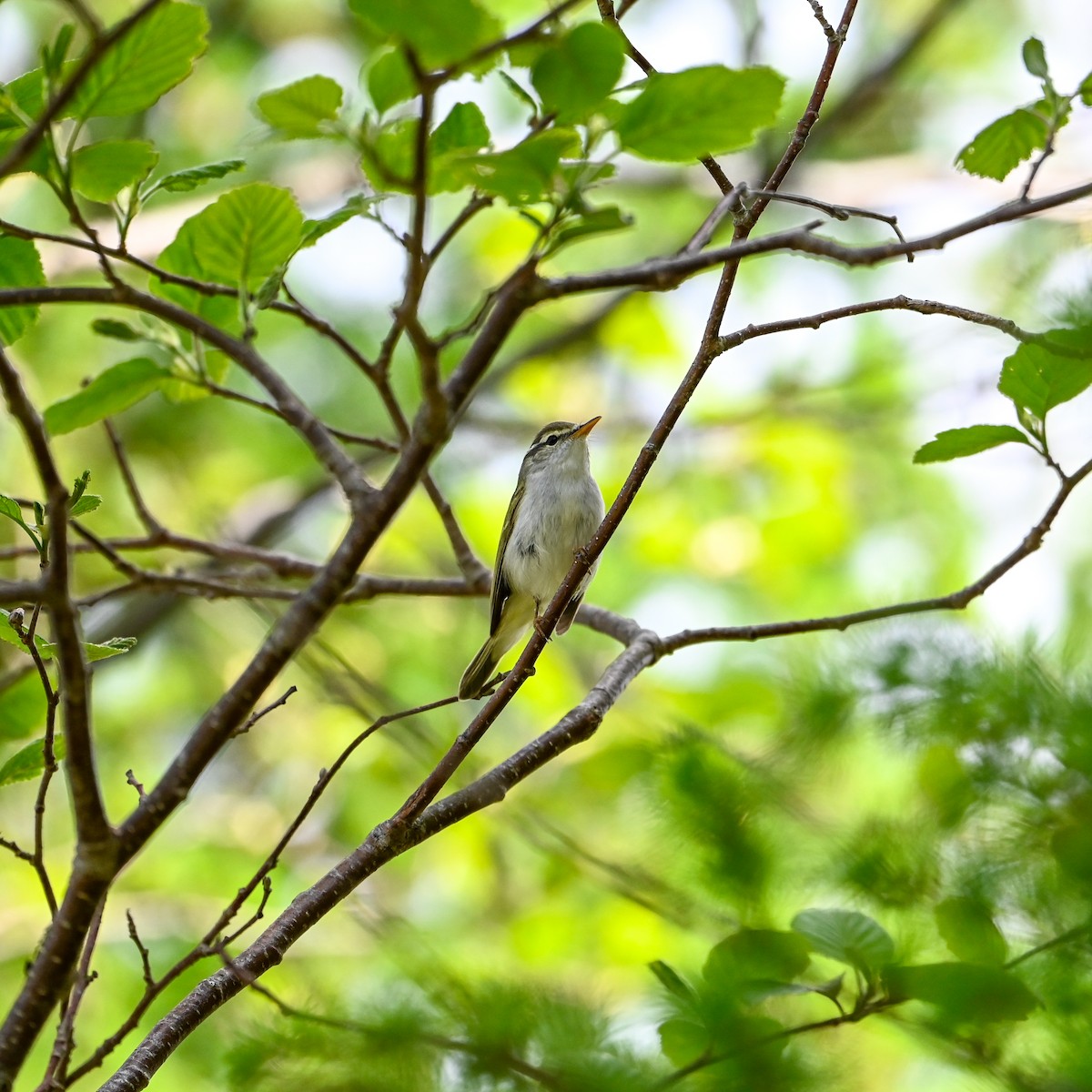 Eastern Crowned Warbler - ML620812126