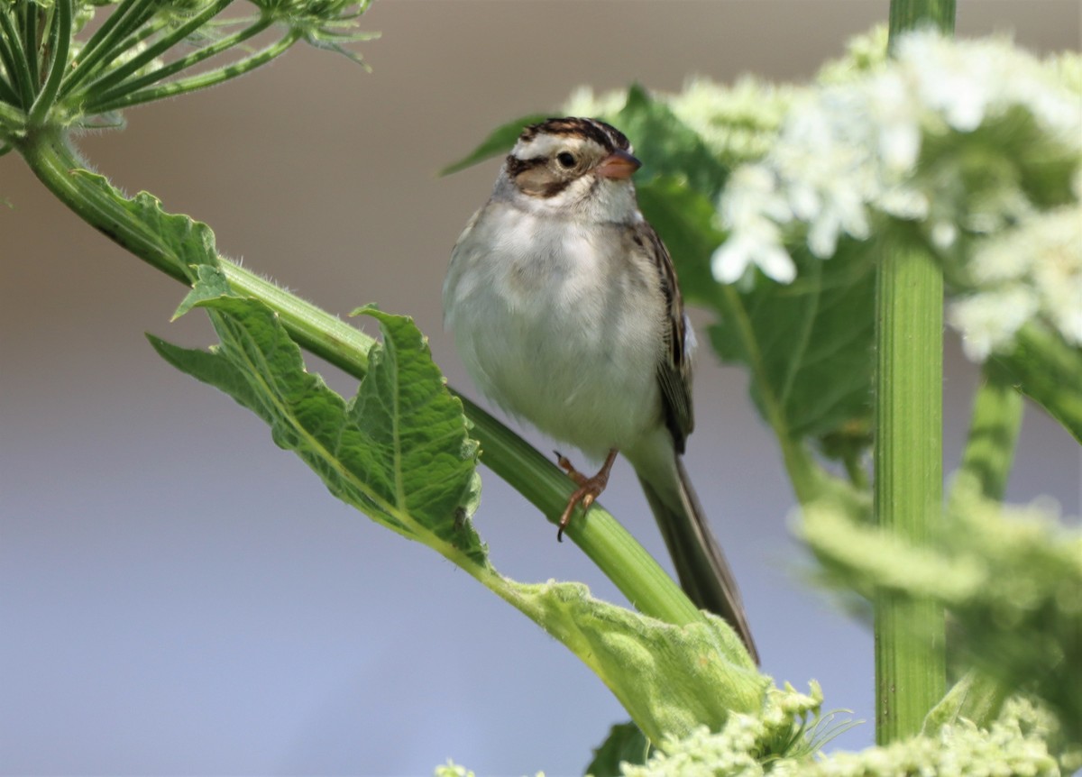 Clay-colored Sparrow - ML620812128