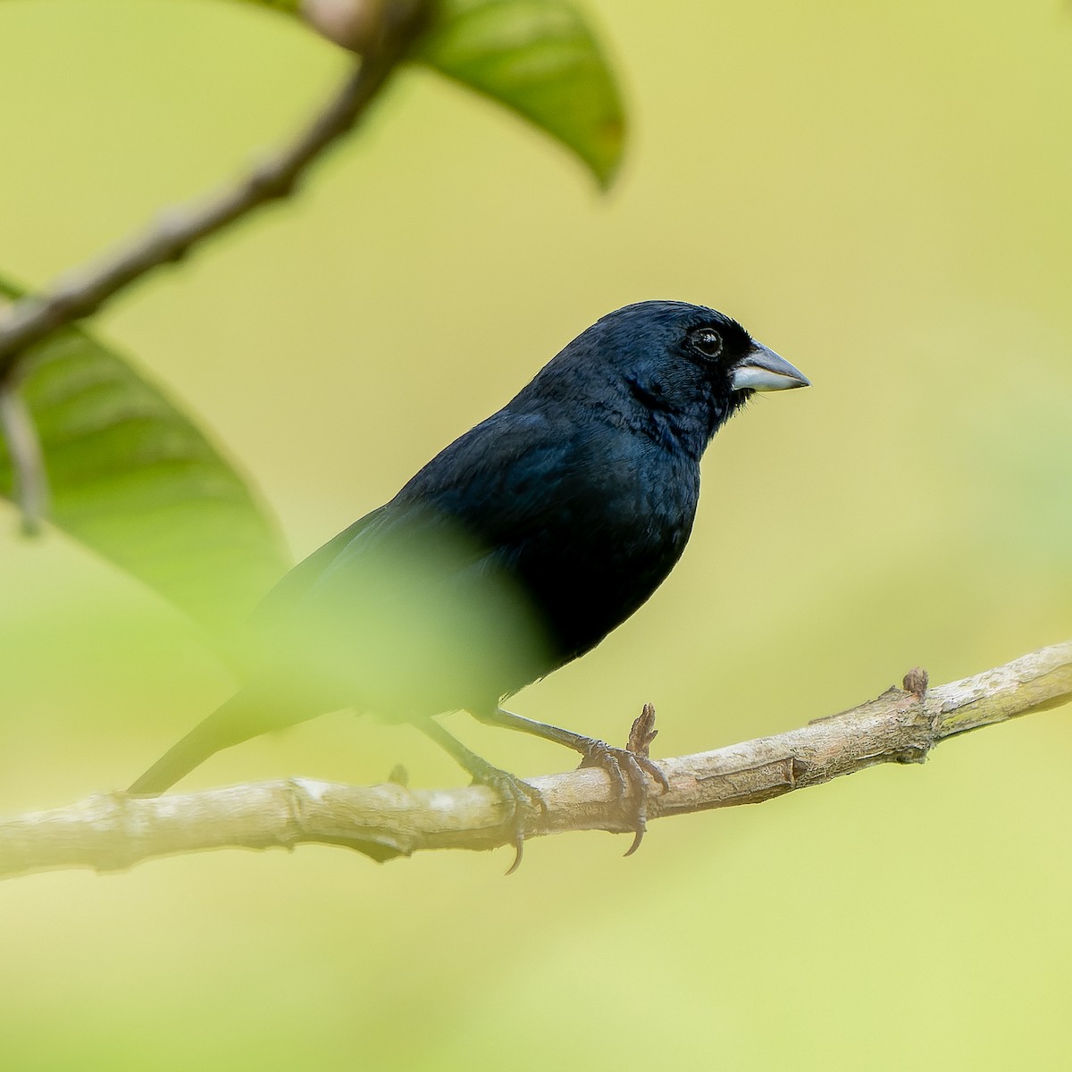 Blue-black Grassquit - ML620812129