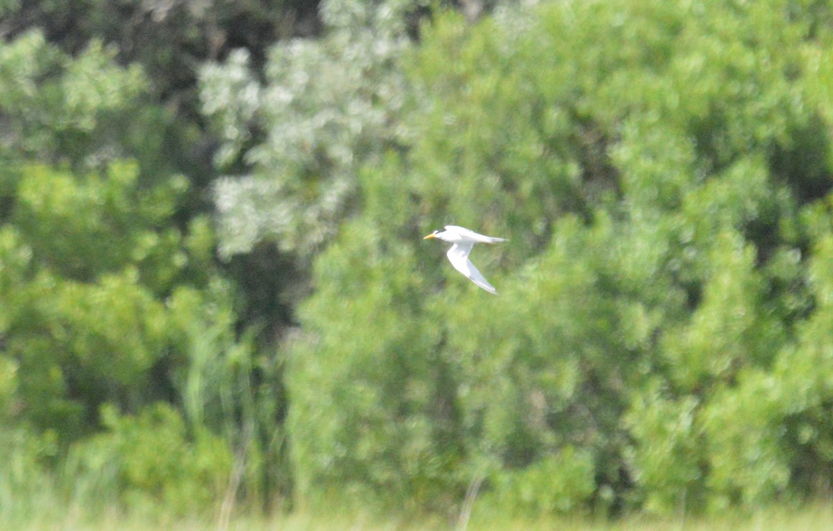 Least Tern - ML620812132