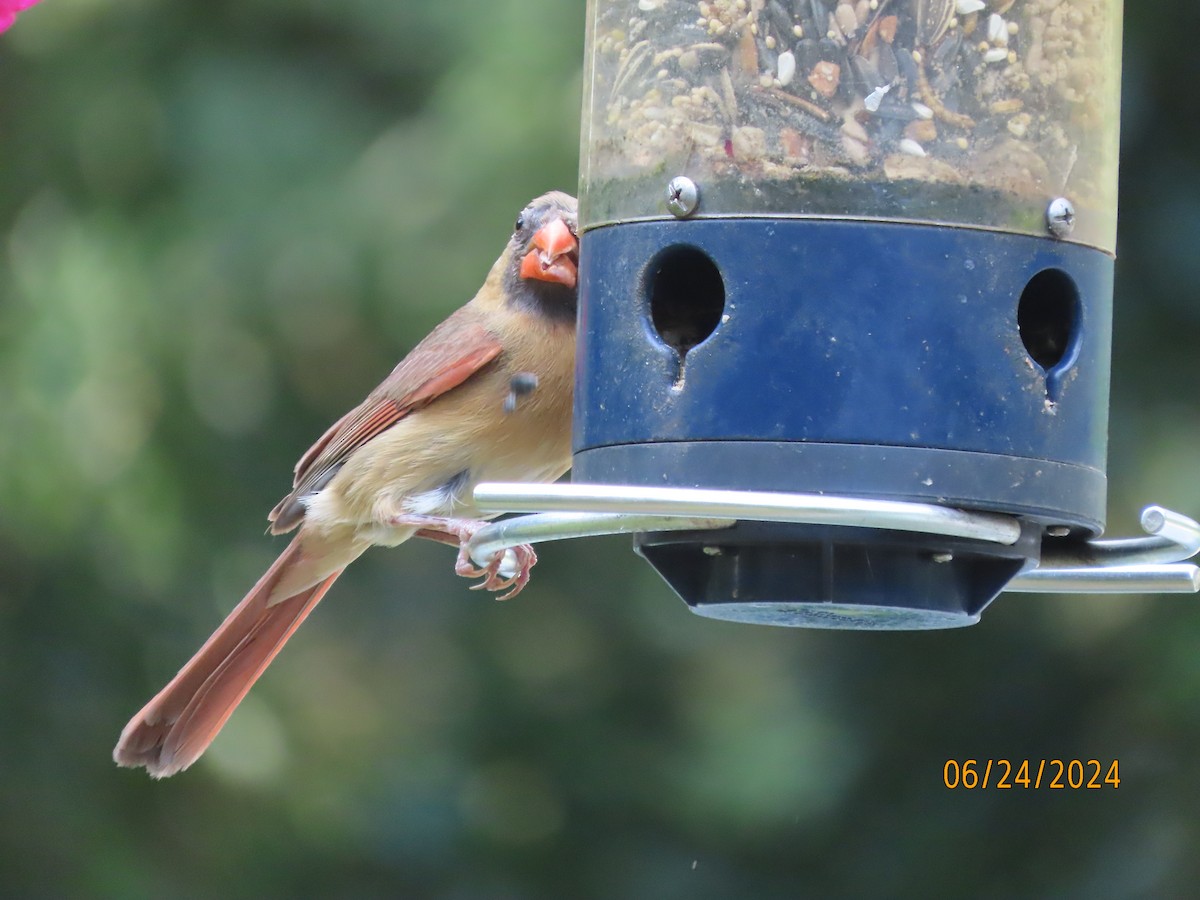 Northern Cardinal - ML620812136