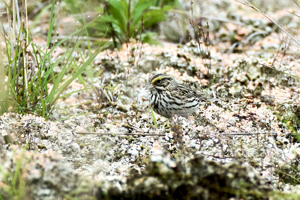 Savannah Sparrow (Savannah) - ML620812137