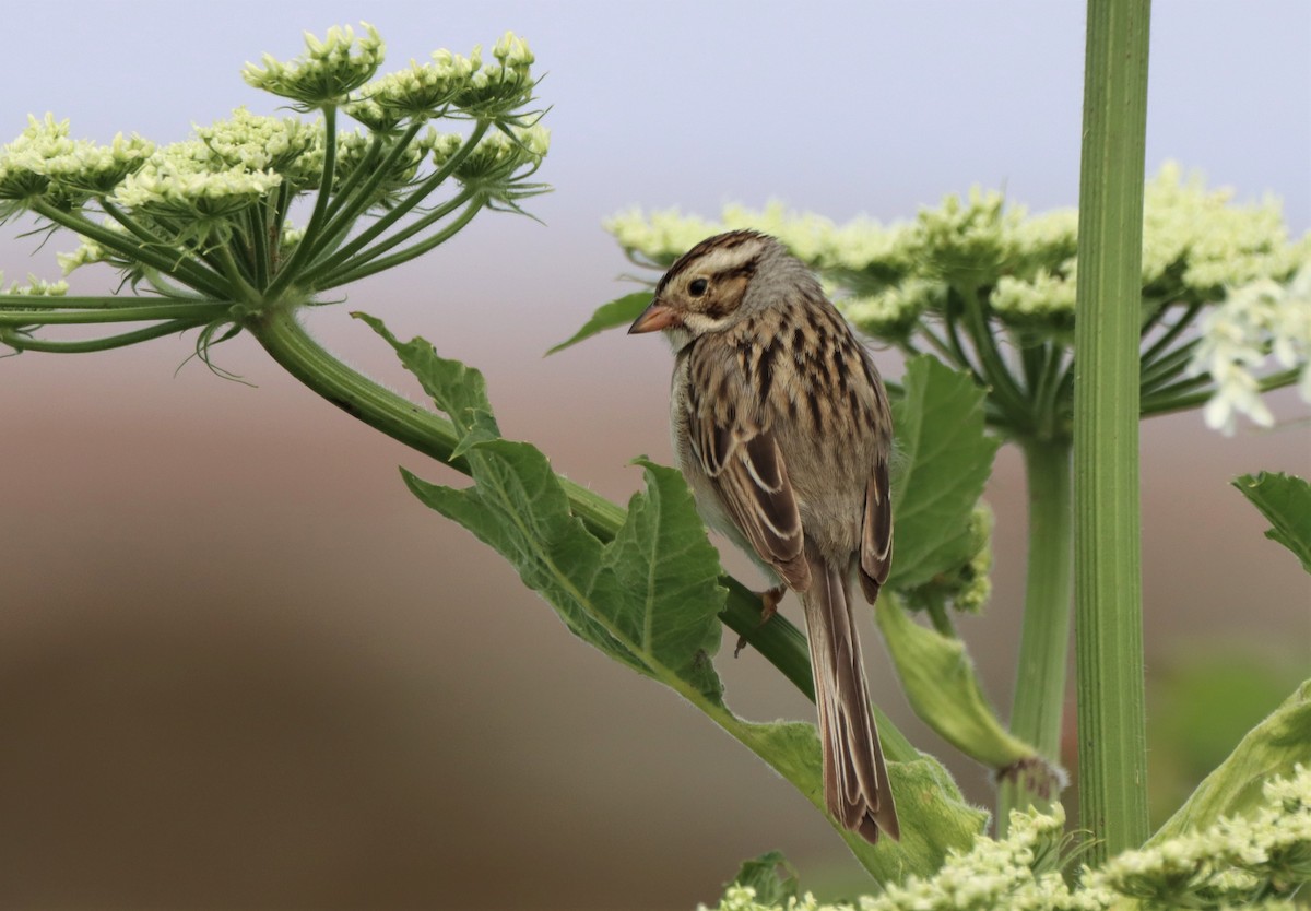 Clay-colored Sparrow - ML620812142