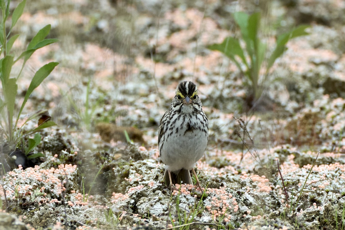 Savannah Sparrow (Savannah) - ML620812144