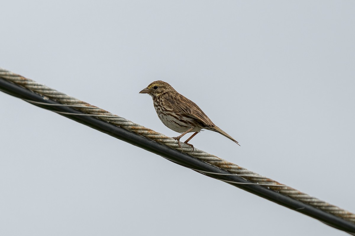 Savannah Sparrow (Belding's) - ML620812157