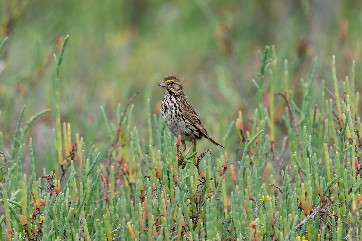 Savannah Sparrow (Belding's) - ML620812158