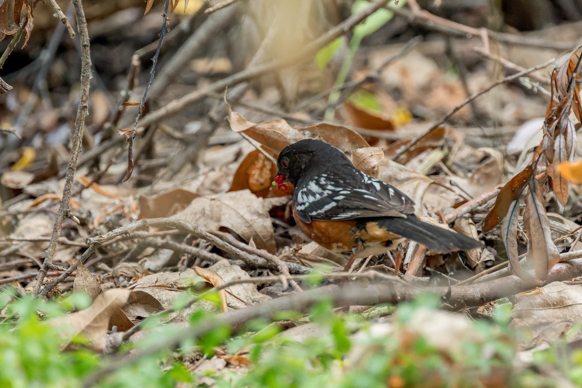 Spotted Towhee - ML620812170