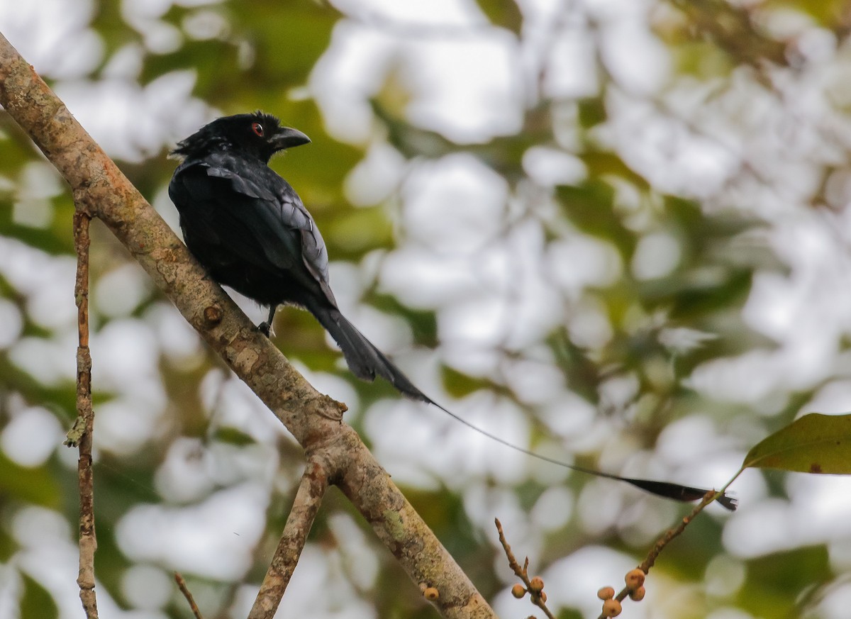 Greater Racket-tailed Drongo - ML620812171