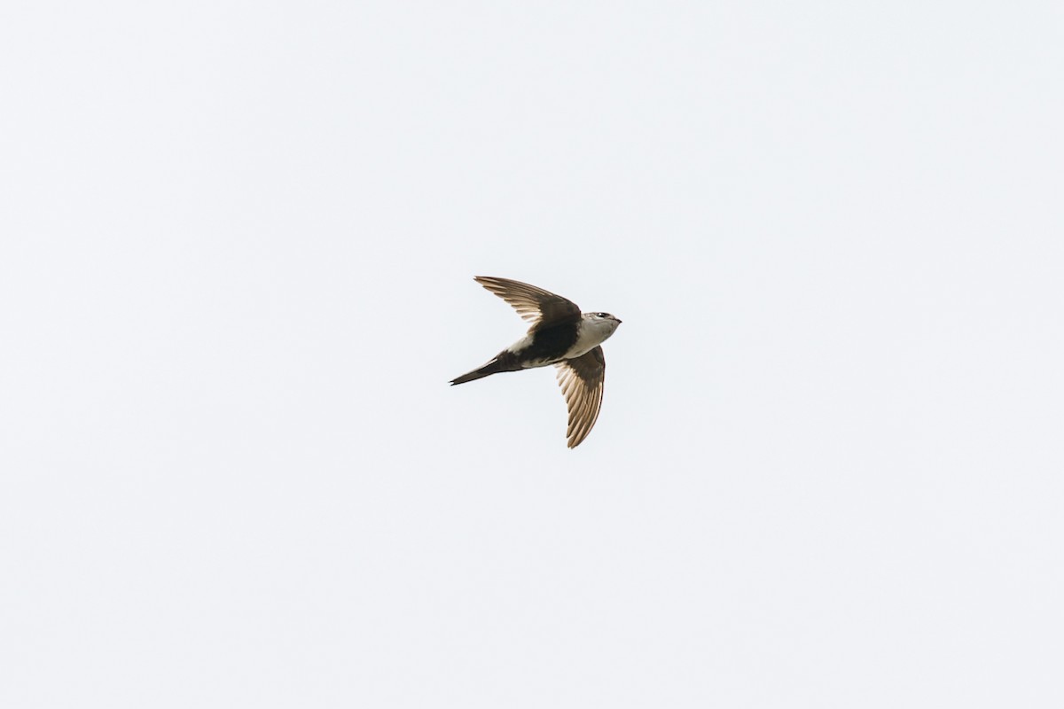 White-throated Swift - ML620812174